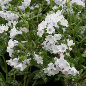 Pulmonaria 'Sissinghurst White'