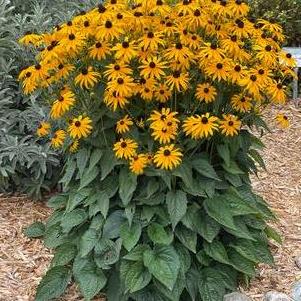 Rudbeckia fulgida 'Goldsturm'