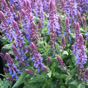 Salvia nemorosa 'Sensation® Compact Sky Blue'
