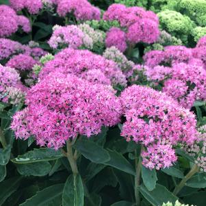Sedum Tall Upright Clumping 'Neon'