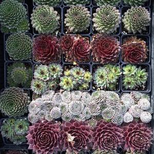 Sempervivum 'Mixed Assortment'