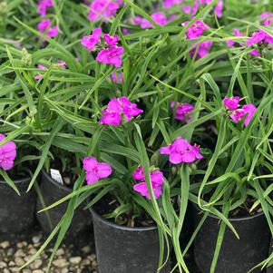 Tradescantia andersoniana 'Concord Grape'