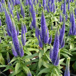 Veronica spicata Royal Candles