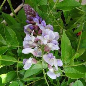 Wisteria macrostachya 'Blue Moon'