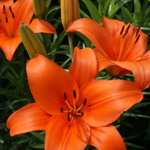 Lilium - Asiatic Lily 'Brunello'