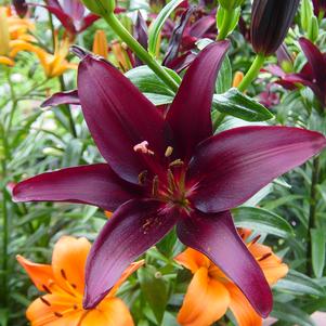 Lilium - Asiatic Lily 'Landini'