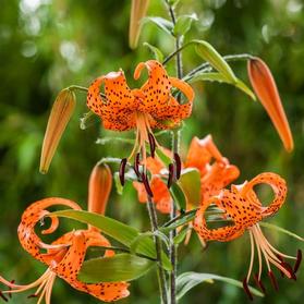 Lilium - Tiger Lily Splendens (orange)