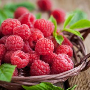 Raspberry 'Latham'