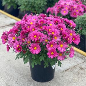 Chrysanthemum Mammoth™ Lavender Daisy