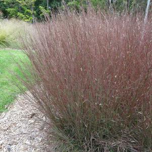 Schizachyrium scoparium 'Blue Heaven™'