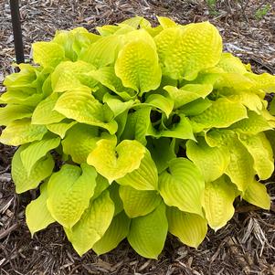 Hosta Fire Island