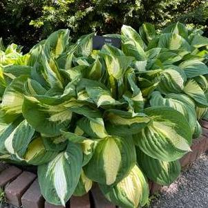 Hosta 'Vulcan'