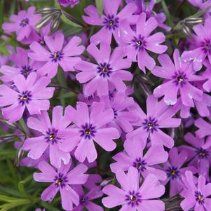 Phlox subulata 'Purple Beauty'