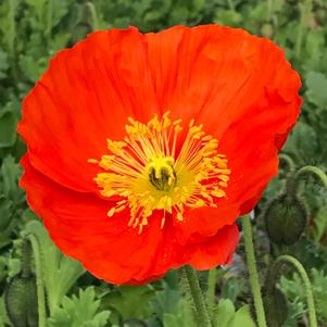 Papaver nudicaule 'Spring Fever™ Orange'