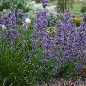 Nepeta 'x Little Trudy®'