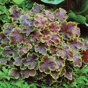 Heucherella 'Solar Eclipse'