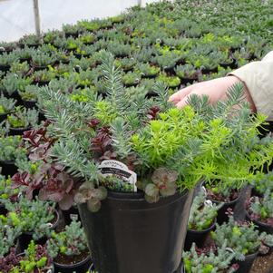 Sedum Low Growing/Ground Cover 'Flaming Carpet'