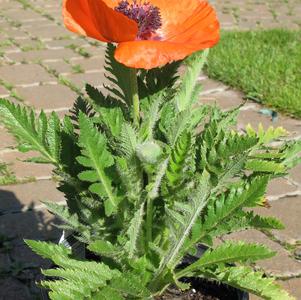 Papaver orientalis 'Prince of Orange'