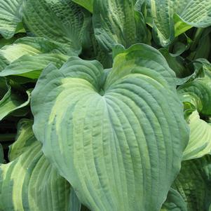 Hosta 'Guardian Angel'