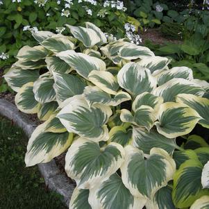 Hosta 'Victory'