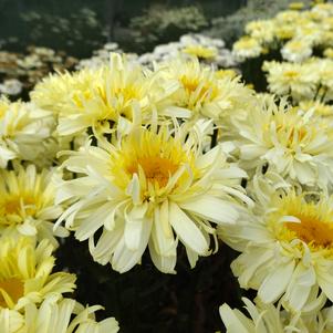 Leucanthemum superbum 'Realflor® Real Charmer'