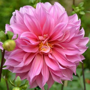 Dahlia Tall Dinner Plate 'Emory Paul'