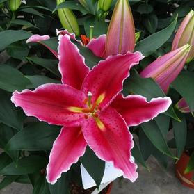 Lilium - Oriental Pot Lily Looks™ Sunny Martinique