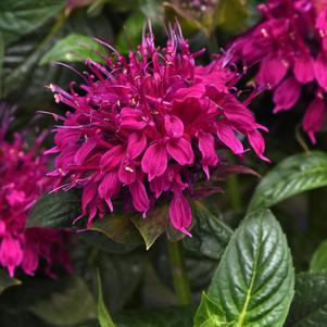 Monarda didyma 'Balmy™ Rose'