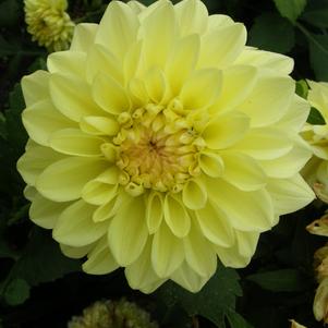 Dahlia 'GoGo Yellow'