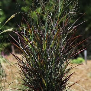 Panicum virgatum 'Hot Rod'