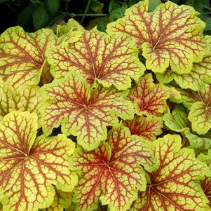 Heuchera 'Red Lightning'