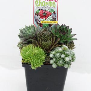 Sempervivum Chick Charms® 'Mixed Quart Containers'