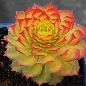 Sempervivum Chick Charms® Gold Nugget