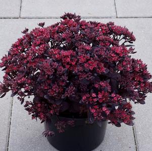 Sedum SunSparkler® Series 'Plum Dazzled'