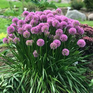 Allium 'Millenium'