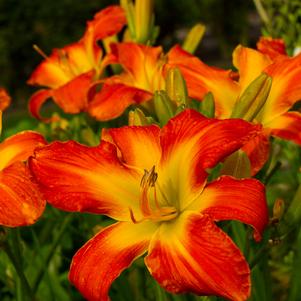 Hemerocallis 'Carrick Wildon'