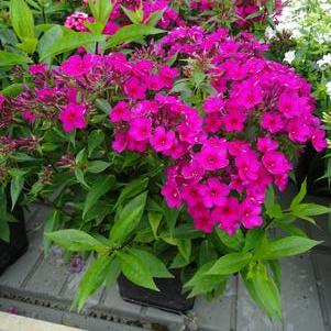 Phlox Dwarf Garden paniculata 'Early® Cerise'