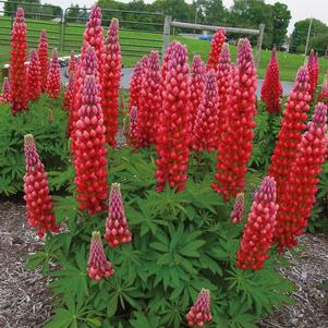Lupinus 'Westcountry™ Red Rum'