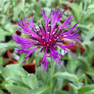 Bachelor Buttons Perennial - Gallon Pot - Centaurea Montana