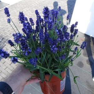 Lavandula angustifolia 'Super Blue'