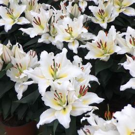Lilium - Oriental Pot Lily Looks™ Sunny Azores