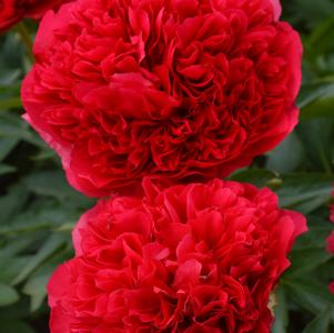 Peony 'Command Performance'