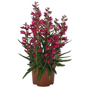 Penstemon barbatus 'Pristine® Deep Rose'