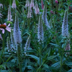 Veronica longifolia 'First Memory'