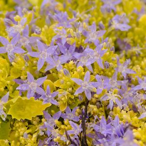 Campanula garganica 'Dickson's Gold'