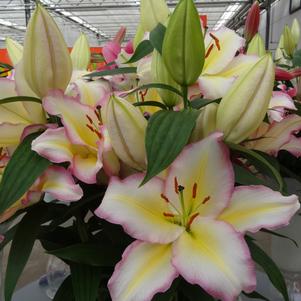 Lilium - Oriental Lily 'Tricolor'