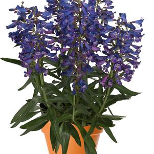 Penstemon barbatus 'Pristine® Blue'