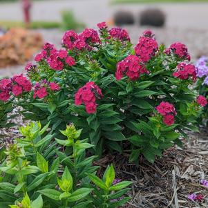 Phlox Dwarf Garden paniculata 'Bambini® Cherry Crush'