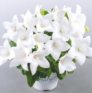 Platycodon 'Pop Star™ White'