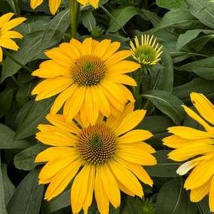 Echinacea 'Sombrero® Lemon Yellow Improved'